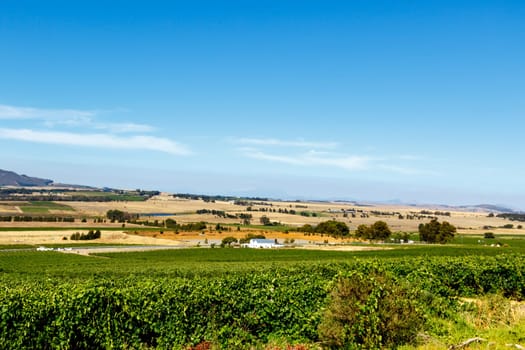 Citrus field with the mountain view in the background.