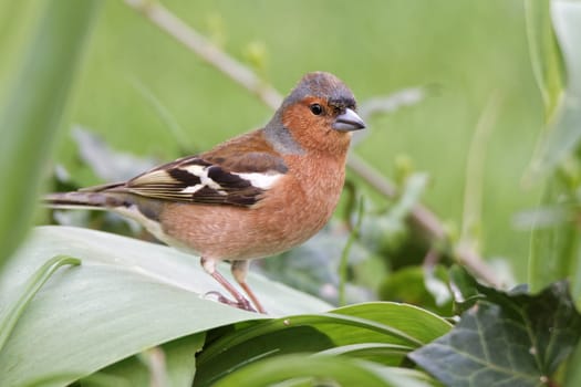 Chaffinch in the garden