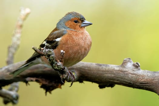 Chaffinch in the tree