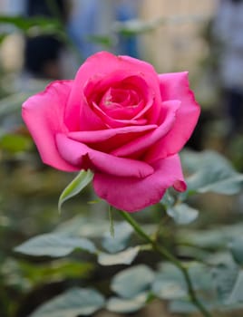 Beautiful pink rose in the garden