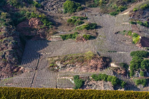 View of vineyards in the beautiful Moselle Valley in Germany..