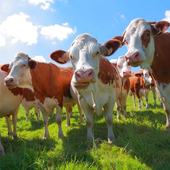 Montbeliarde cattle in the meadow