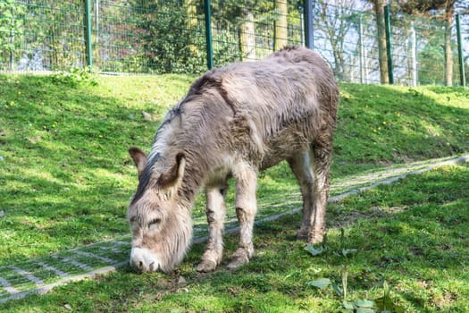 Eating donkeys on a green meadow by the grass.