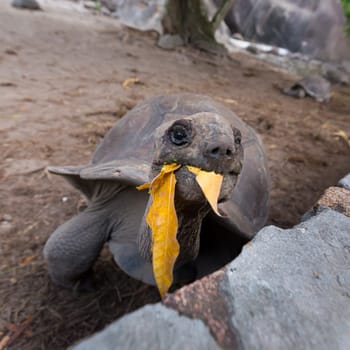 Female tourist feeding and admiring big old Aldabra giant turtle, Aldabrachelys gigantea, in National Park on La Digue island, Seychelles.