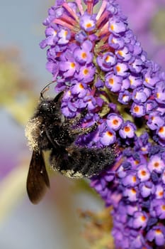 Large wooden bee on butterfly lilac