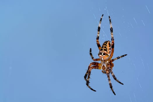 European garden spider