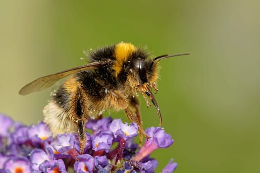 Bumblebee on butterfly lilac