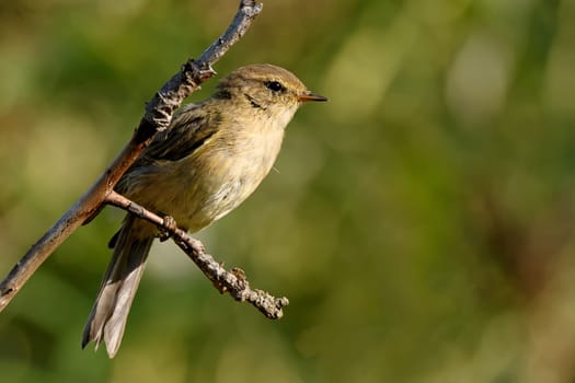 Zilpzalp on a branch