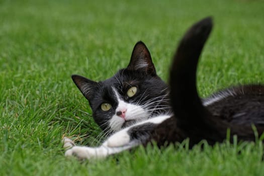Young cat plays in the grass