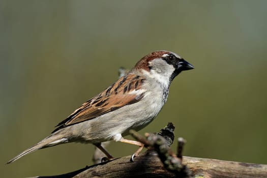 House sparrow on a branch