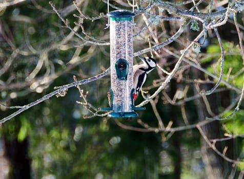 feeding woodpecker visiting the garden