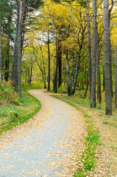 one little road to the water with a lot of three and buitiful leaf in the autumn