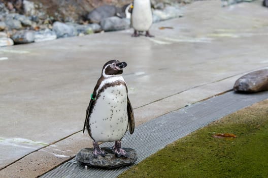 one little penguin stand on the stone and watching out