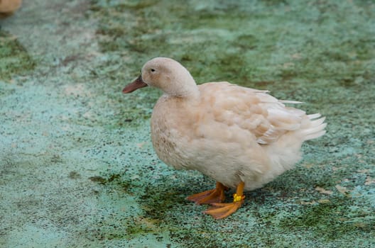 one swedish yellow duck alone and watching for the water