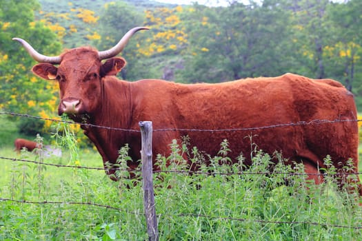 Salers cow in the pasture