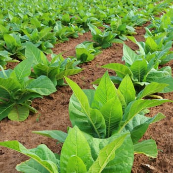 Tobacco plantation in a field