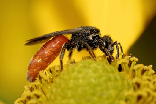 Large blood bee