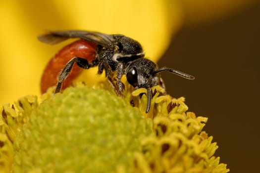 Large blood bee