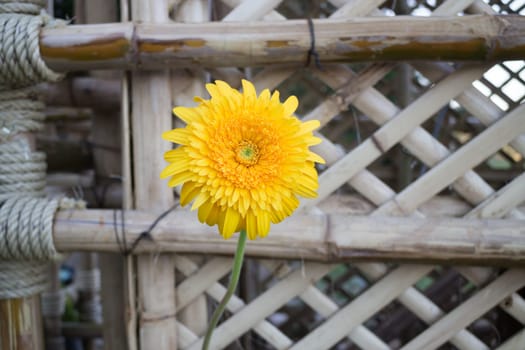 Beautiful yellow flower gerbera close-up, stock photo