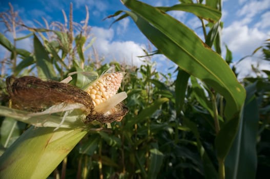 Wide-angle close-up of a corn cob (Zea mays) in the corn field with blue sky with small white clouds