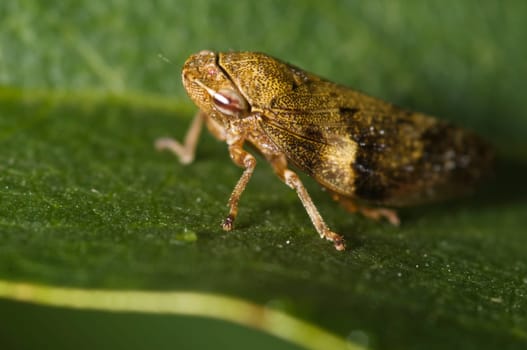 Full-body close-up of a tree crp (Allygus modestus) sitting on a green leaf.