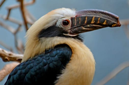 Hornbill