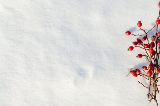 Winter snow background decorated with rose hip berries arranged red berries on snow