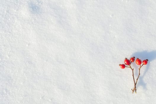 Winter snow background decorated with rose hip berries arranged red berries on snow
