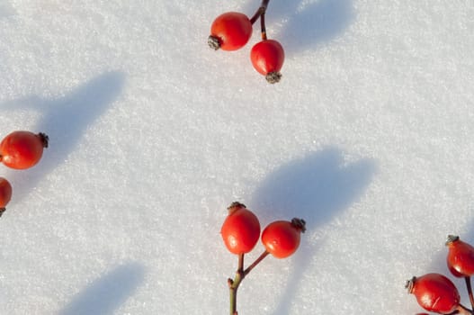 Winter snow background decorated with rose hip berries arranged red berries on snow
