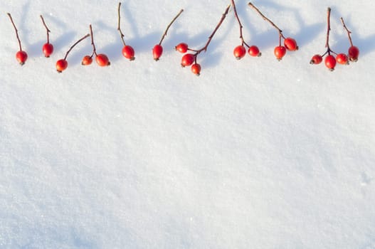 Winter snow background decorated with rose hip berries arranged red berries on snow