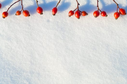 Winter snow background decorated with rose hip berries arranged red berries on snow