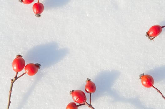 Winter snow background decorated with rose hip berries arranged red berries on snow