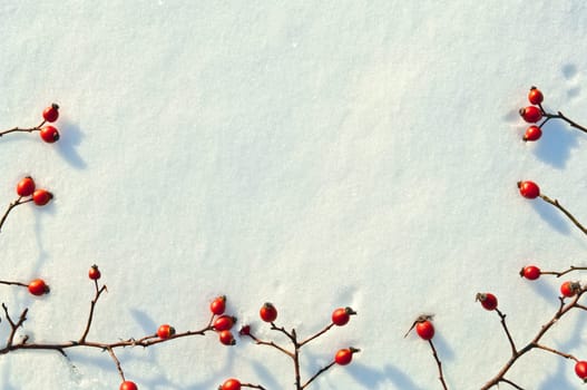 Winter snow background decorated with rose hip berries arranged red berries on snow