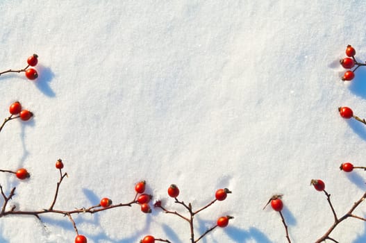 Winter snow background decorated with rose hip berries arranged red berries on snow