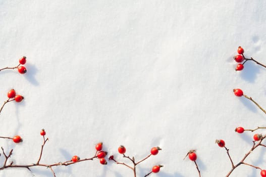 Winter snow background decorated with rose hip berries arranged red berries on snow