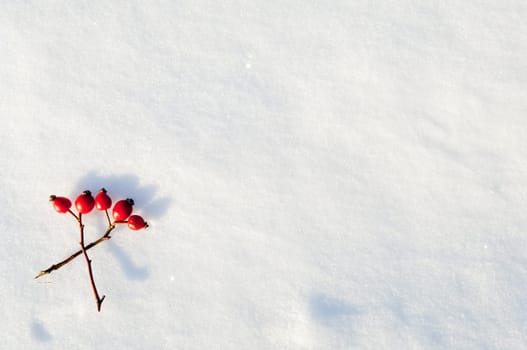 Winter snow background decorated with rose hip berries arranged red berries on snow
