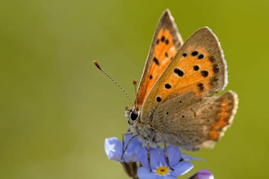 Small fire butterfly on forget-me-not