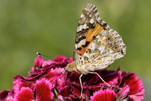 Thistle butterfly on a bearded clove