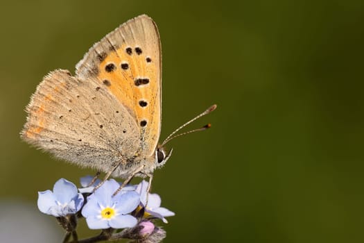 small copper