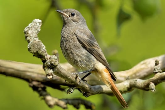 Young garden redstart