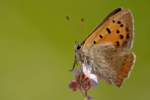 Small fire butterfly on forget-me-not