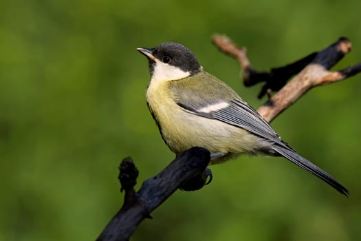 Juvenile Great
