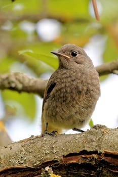 Young garden redstart