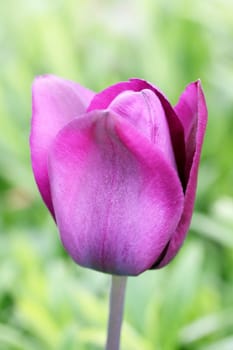 Close-up of a purple flowering tulip.