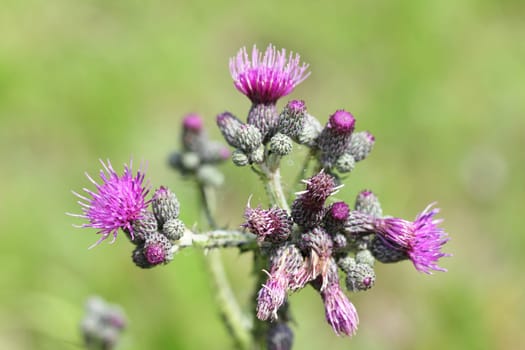 Silybum is a plant in the Asteraceae family.
