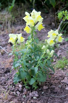 The snapdragon (Antirrhinum) are a plant kind from the family of the plantain family (Plantaginaceae)