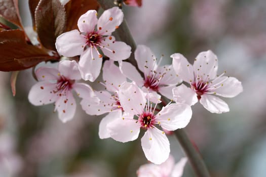 An insect sucks nectar on a pink flower.