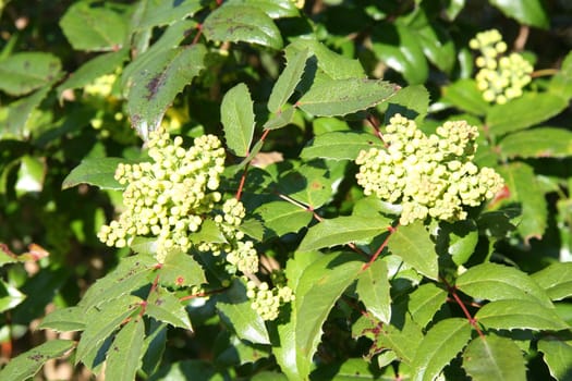 The Mahonie is an evergreen shrub without thorns.