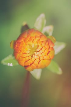 Dahlia - Dahlia - Macro image of the bud - Vintage