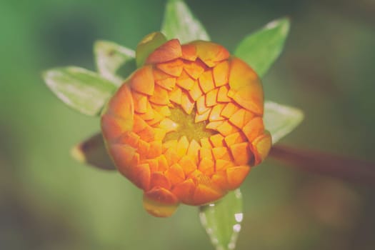 Dahlia - Dahlia - Macro image of the bud - Vintage
